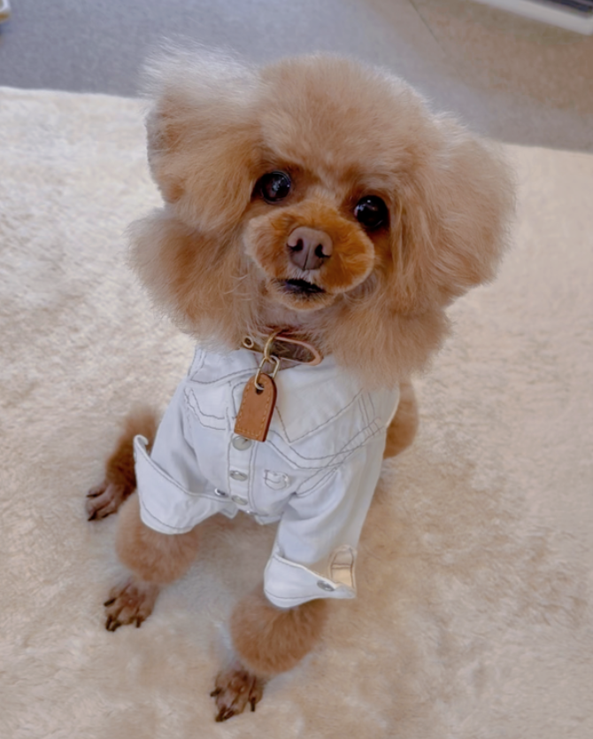 HUGBOX（ハグボックス）で健康的に変化したまろくんの写真